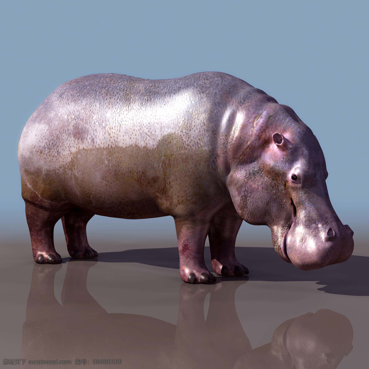 高模 hippopotamus 河马 动物模型 陆生动物 3d模型素材 动植物模型