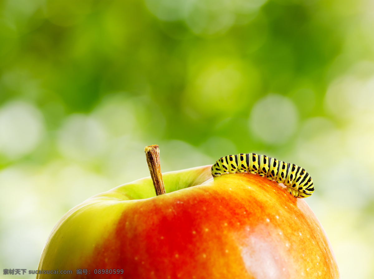 苹果 上 虫子 光斑 梦幻背景 水果 苹果图片 餐饮美食