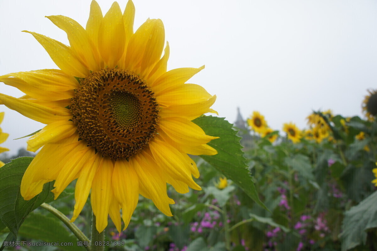 旅游 花 太阳花