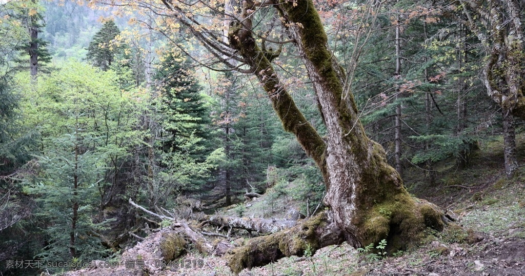 香格里拉 原始森林 森林 原始 树林 自然景观 自然风景