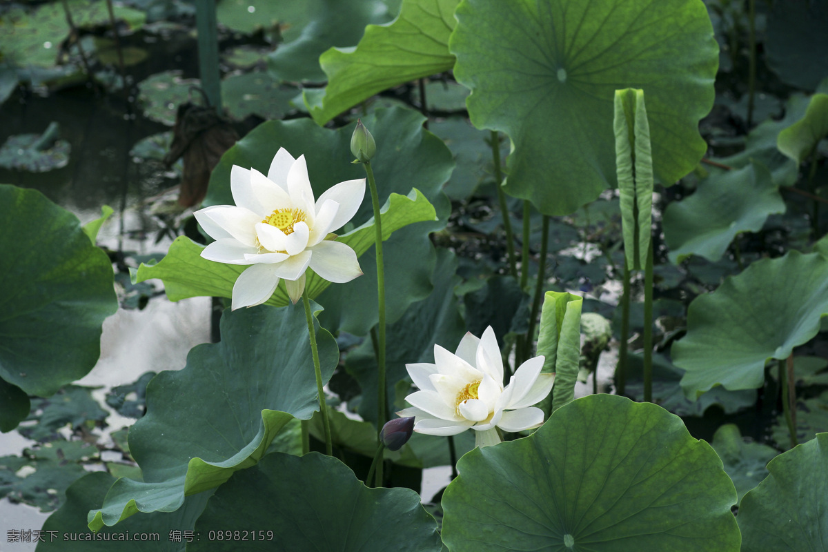 荷塘图片 荷花 荷叶 荷花池 莲花 水芙蓉 藕花 芙蕖 泽芝 白莲 白莲花 生物世界 花草