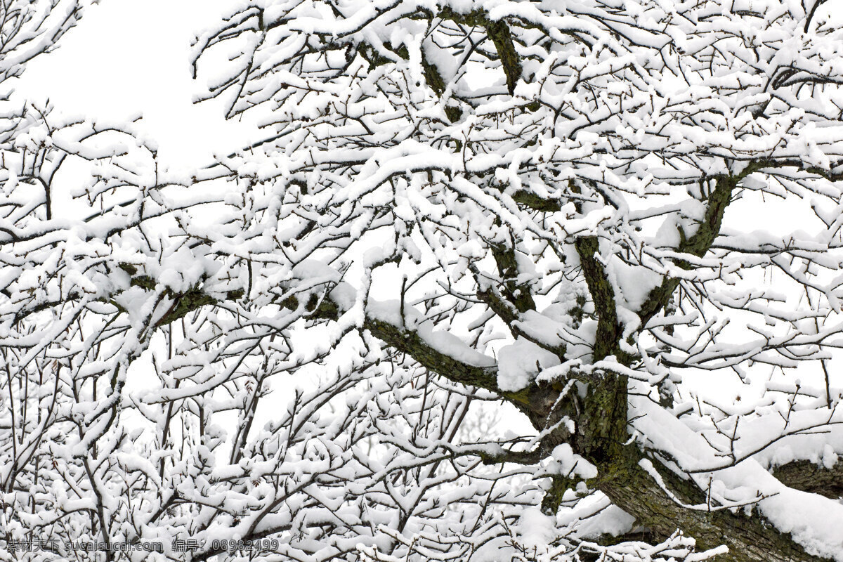 雪 树 冬 背景 雪树冬的背景 生物世界