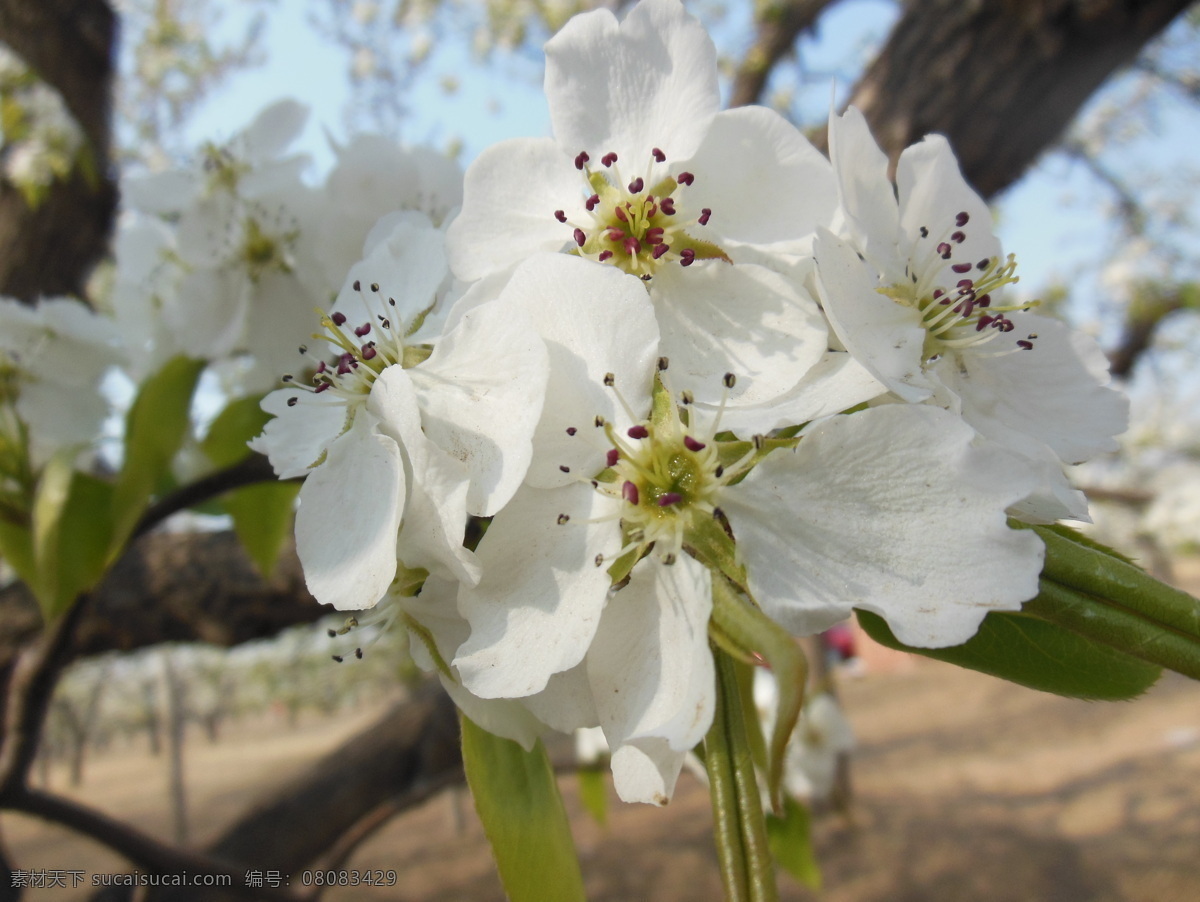 梨花 白色花 春天 高清图 花瓣 花草 花蕊 蓝天 梨树 生物世界 psd源文件