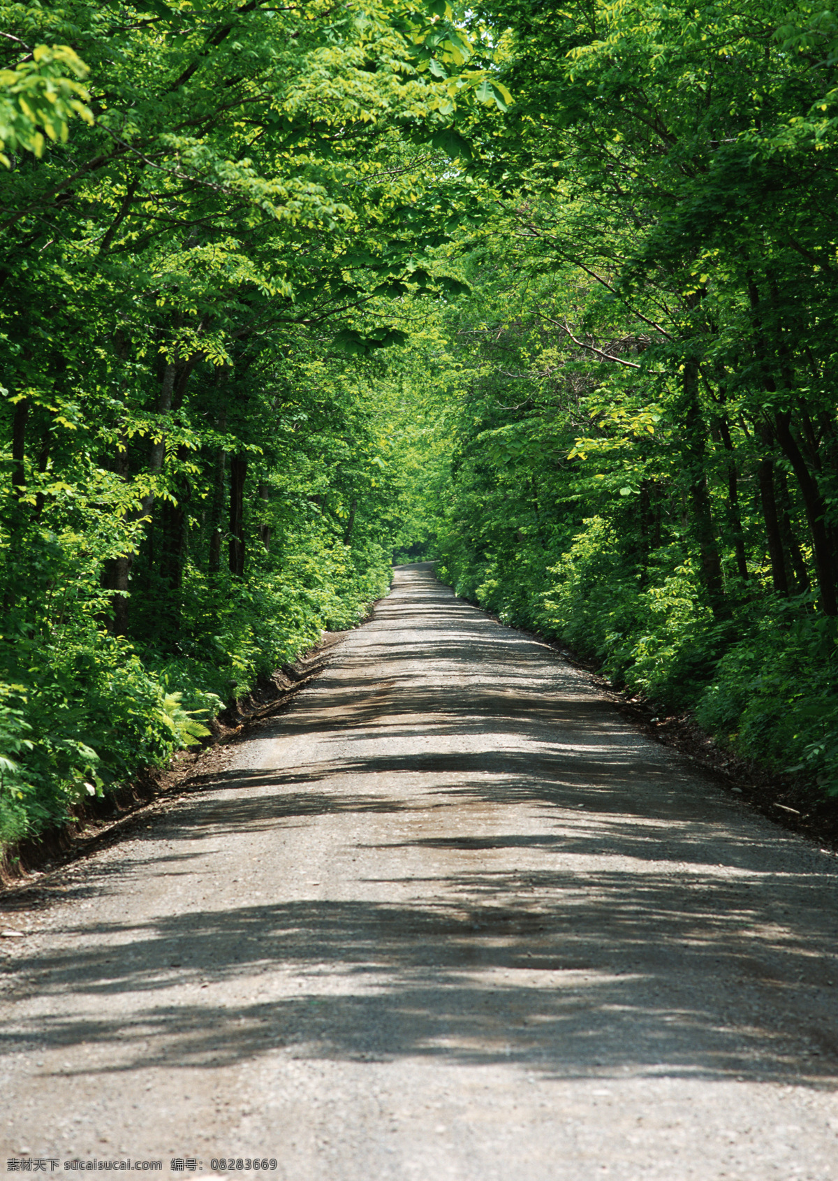 道路 素材图片 大树 植物 景区 自然风光 公路 道路摄影 交通 公路图片 环境家居