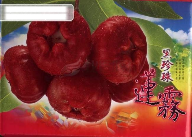 莲雾 果 红色 水果 生物世界