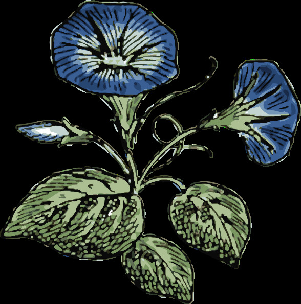 牵牛花 剪贴 画 荣耀 早上好 牵牛花剪贴画 矢量图 其他矢量图