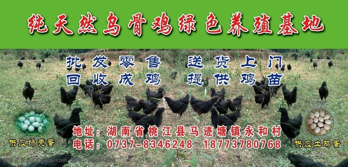 纯天然 乌骨鸡 绿色 养殖 纯天然乌骨鸡 乌鸡 绿色商品 养殖基地 养殖场 国外广告设计 广告设计模板 源文件