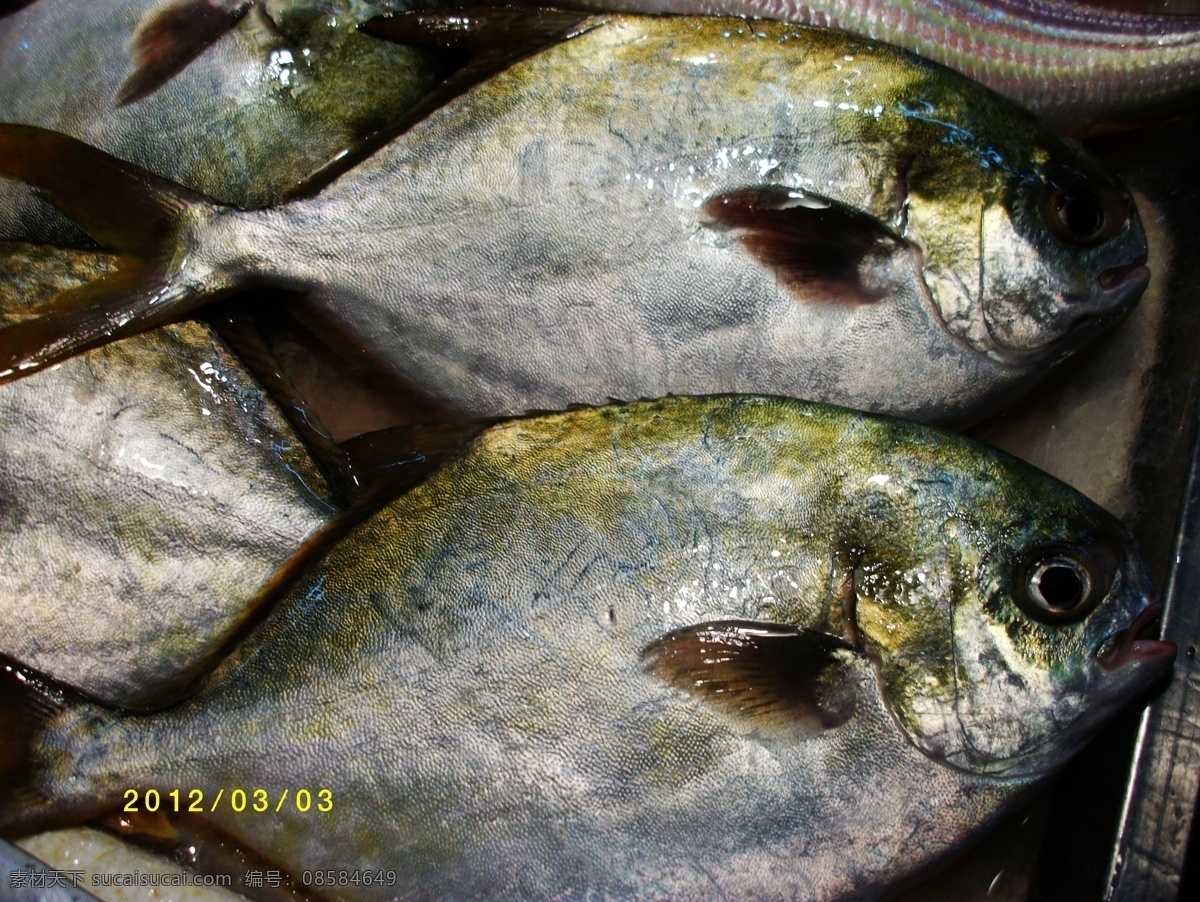 金昌鱼 鱼 海鱼 海鲜 自助餐鱼 鱼类 美食鱼 海洋生物 鱼类图 生物世界