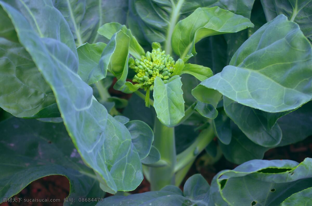 菜园 绿色蔬菜 青菜 生物世界 蔬菜 植物 芥兰 城市角落 民居开荒 芥兰菜 根粗叶茂 菜花开放 风景 生活 旅游餐饮
