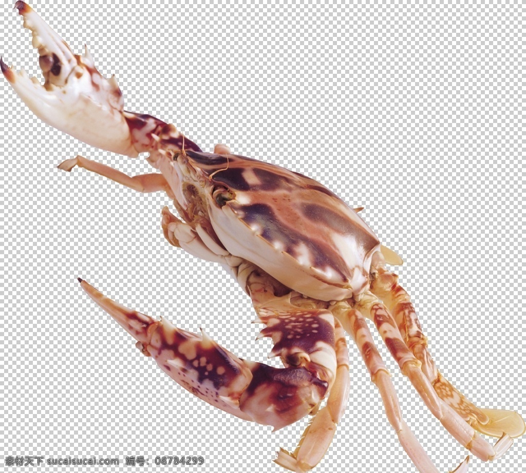 海鲜螃蟹图案 螃蟹 动物 蟹 海洋生物 大闸蟹 沈海蟹 节肢类生物 海鲜美味 生物世界