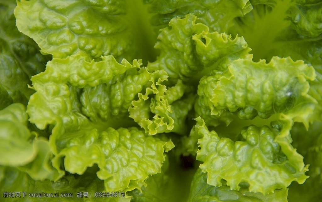 生菜 蔬菜 绿叶 叶子 叶菜 生物世界 花草