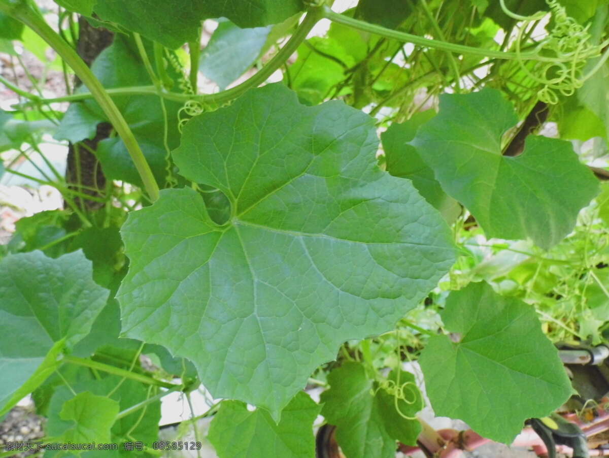 丝 瓜秧 春天 绿色 生物世界 蔬菜 丝瓜 叶子 丝瓜秧 psd源文件