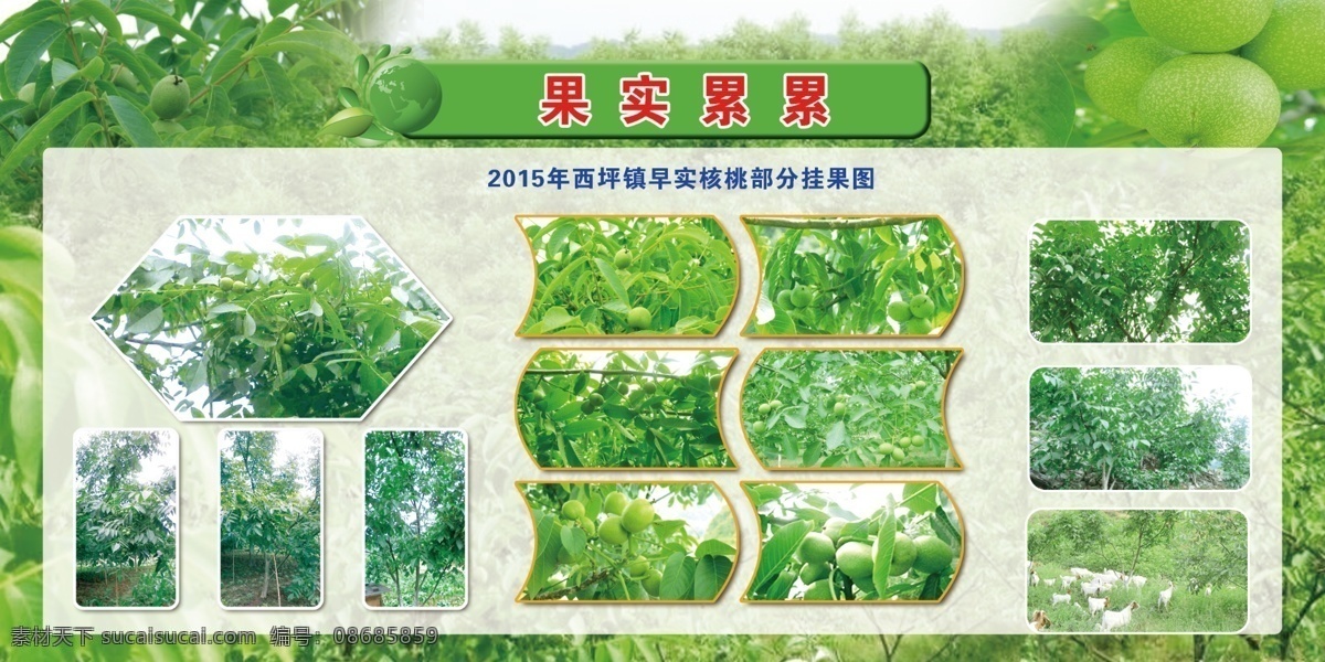 果实累累展板 果实累累 核桃 核桃挂果图 果实展板 核桃树 展板 展板模板