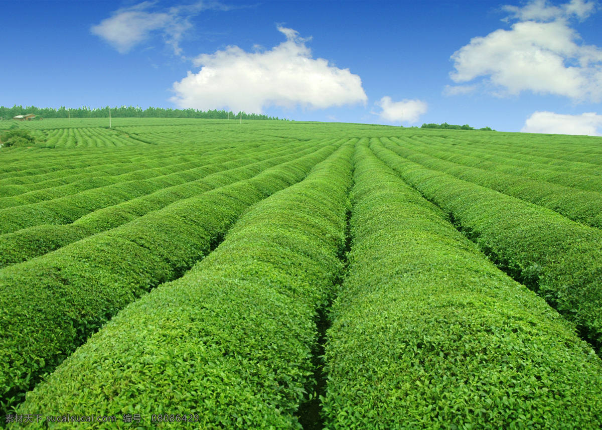 生态农业 株 茶 茶园 绿茶 摄影图库 田园风光 自然景观 茶地 一片茶地 茶香满地 绿野 矢量图 日常生活