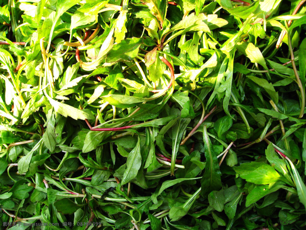 马兰头 青菜 蔬菜 菜叶 营养 美味 野菜 田地 采摘 多棵 绿色 烧汤 炒菜 食物原料 餐饮美食