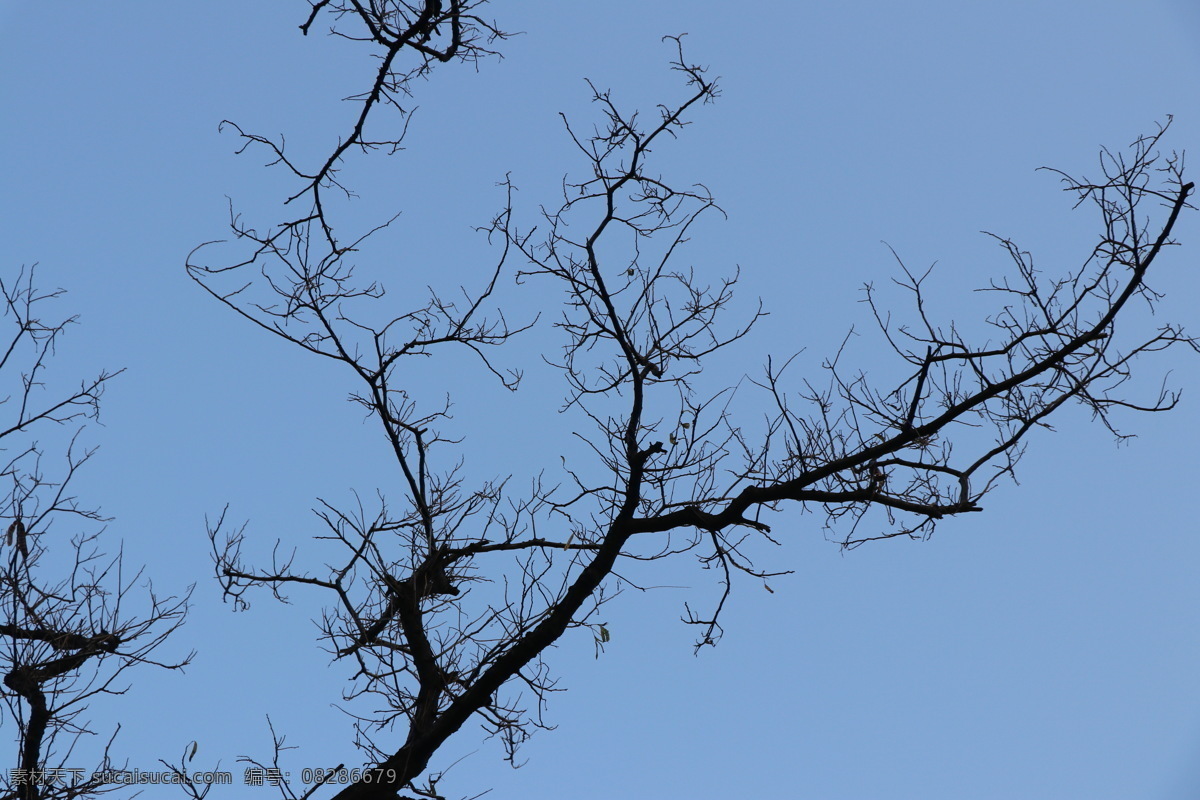 傲然的枯枝 蓝天 蓝色 天空 黑色 树枝 枝丫 枯萎 干枯 干枯树枝 树顶 生物世界 树木树叶