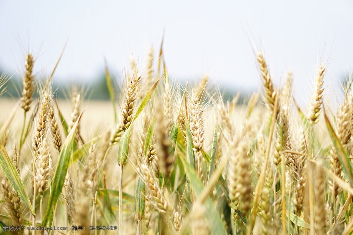麦子 小麦 金色 麦浪 背景 背景图片 自然景观 自然风光