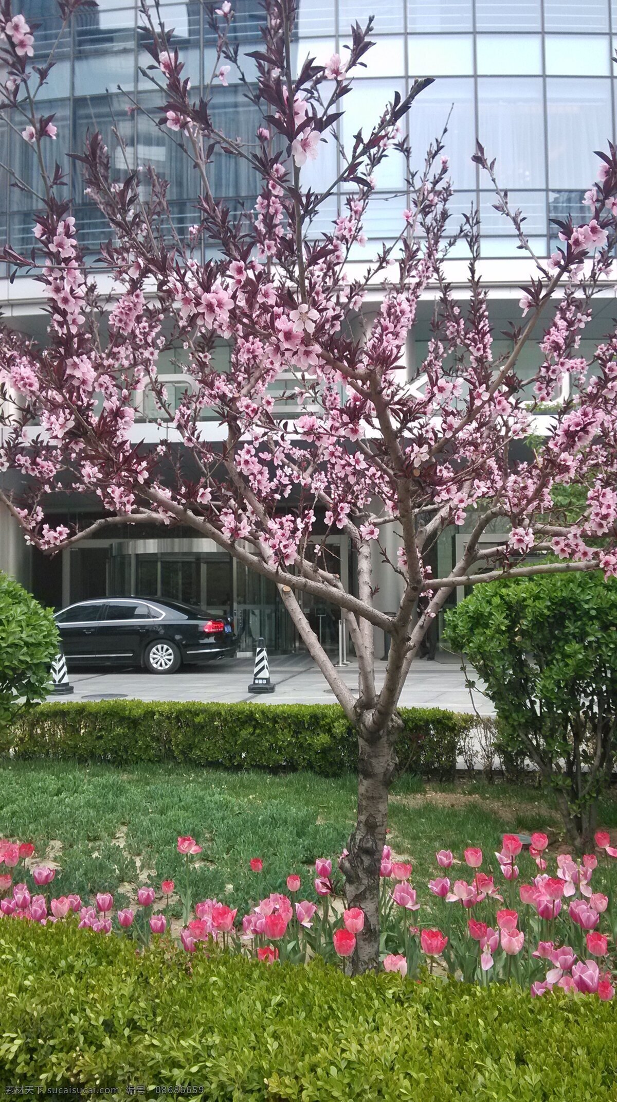 桃花 草 春天 春天的花朵 大楼 丁香 花草 花朵 建筑 生物世界 psd源文件