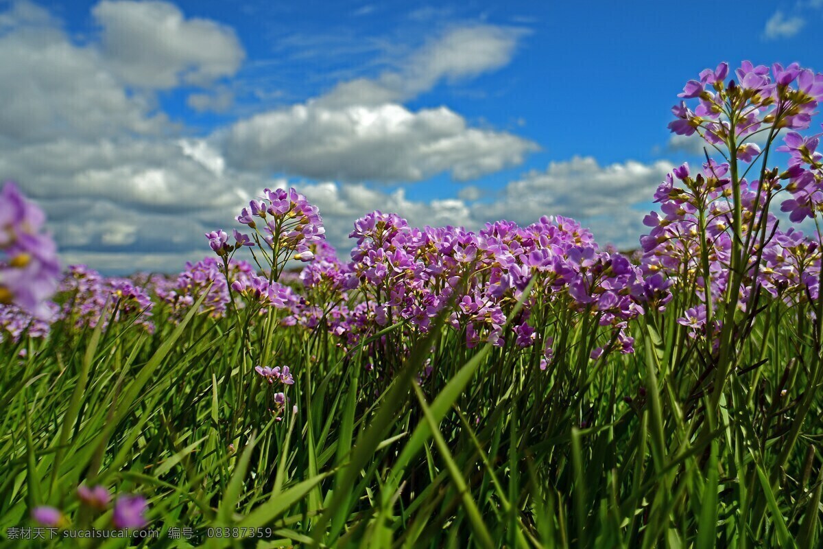 紫色花朵 紫色花 紫色花海 花海 鲜花 花朵 花瓣 花卉 花儿 花丛 花蕊 花枝 花叶 绿草 草丛 蓝天白云 蓝天 白云 云朵 植物 生物世界 花草