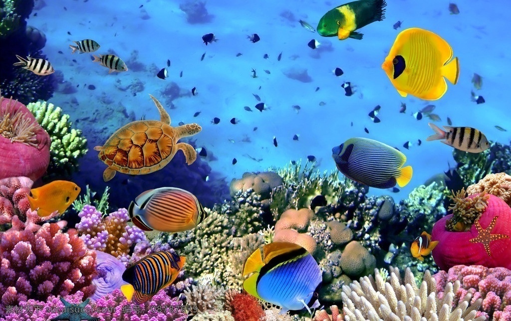 水族馆 海底世界 热带鱼 珊瑚 珊瑚虫 珊瑚礁 海洋生物 海底生物 美丽海底 海洋馆 海洋 海底 鱼儿 生物世界