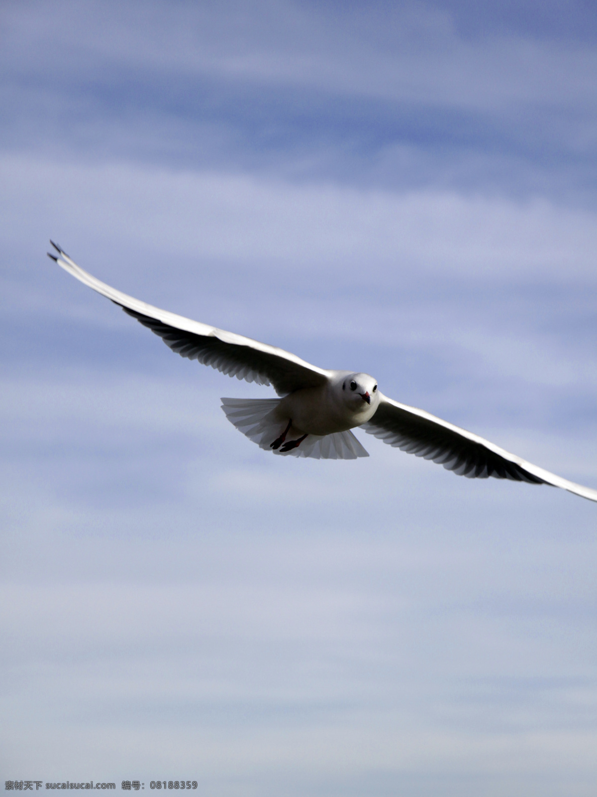 海鸥 翱翔 翅膀 飞翔 鸟类 生物世界 天空 天高任鸟飞 脊索动物 psd源文件