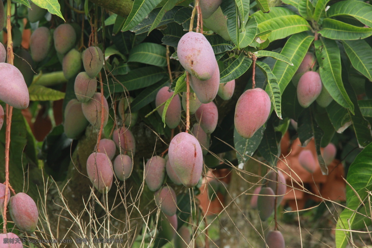 水果 芒果 丰收 自然 金色 生物世界