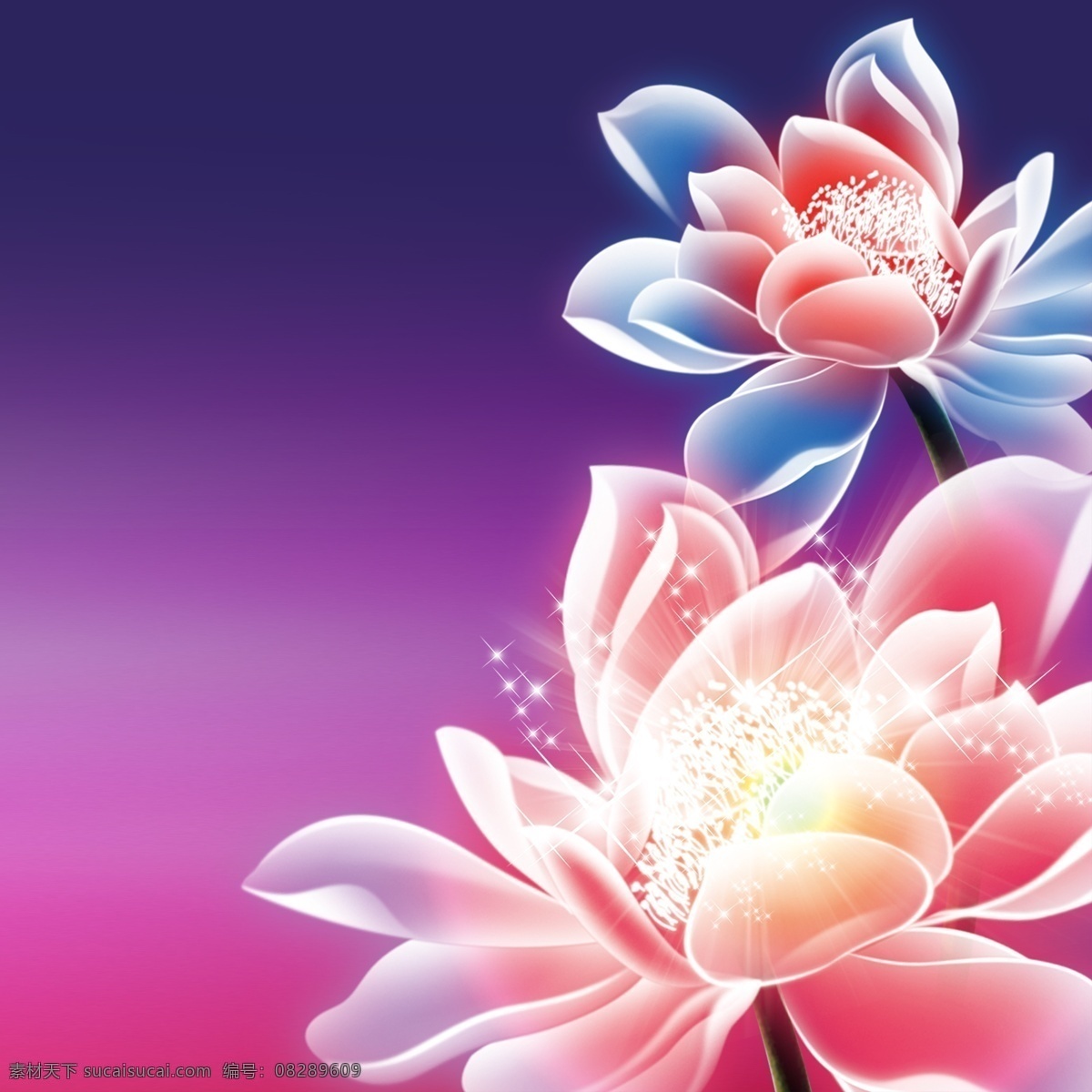 蓝 紫红 渐变 背景 荷花 开放 装饰 渐变背景 花朵元素 花 花开 圆点 亮点 亮光 花芯 花蕊