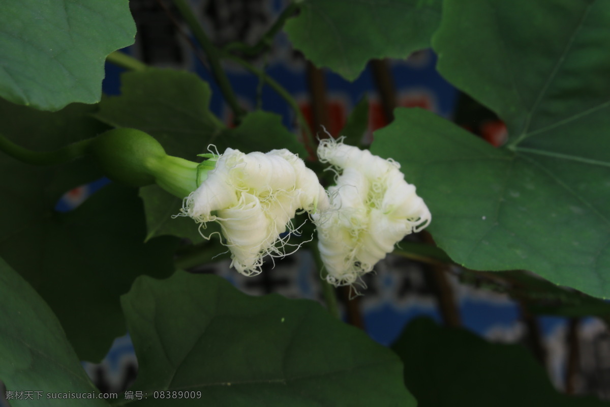 瓜蒌花儿 栝楼 花儿 花朵 花卉 植物 花草 攀缘草本 花卉大观园 生物世界