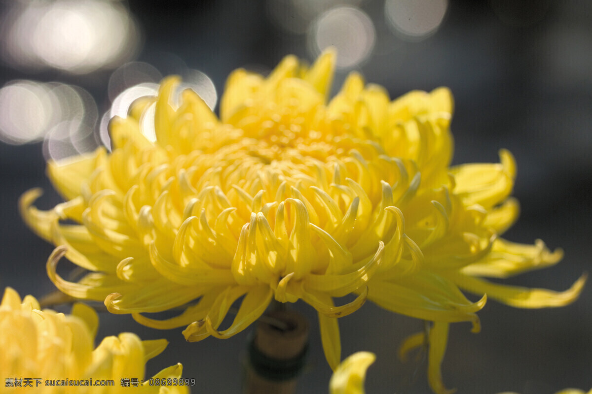 菊花花艺 菊花 白菊 黄菊 红菊 榄菊 已经 清新 野菊花 秋菊 野菊 矢车菊 鲜花 盆栽 花卉 花海 花朵花语 花瓶 夏花 花之物语 桃花 唯美 花朵 居家插花 插花 插花艺术 花艺摆设摄影 插花diy 地产活动 暖场活动 活动现场 diy 活动 插花实拍 花艺造型 花艺摆设 花儿 花卉花艺 菊花物语 生物世界 花草