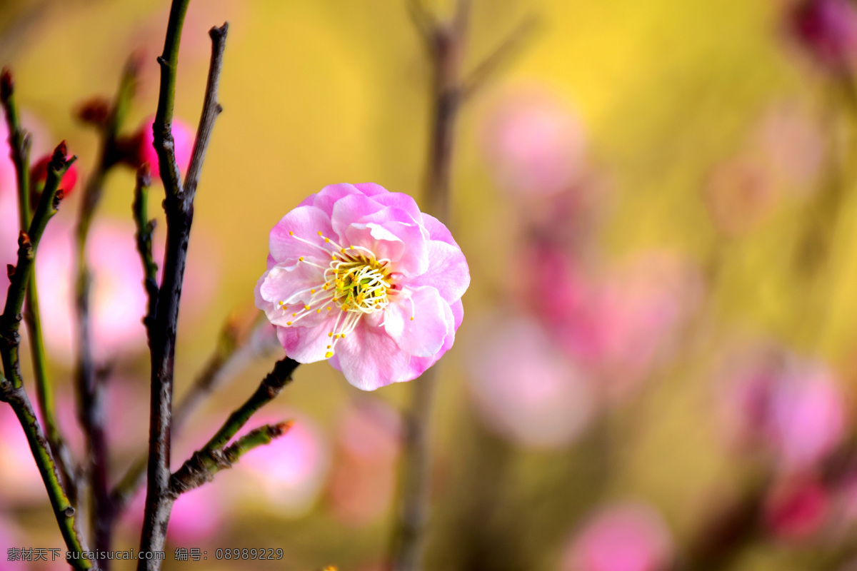 樱花 樱树 漂亮 白色 粉色 鲜花 中山公园 樱花节 春天 粉红樱花 青岛春天 青岛樱花 生物世界 花草
