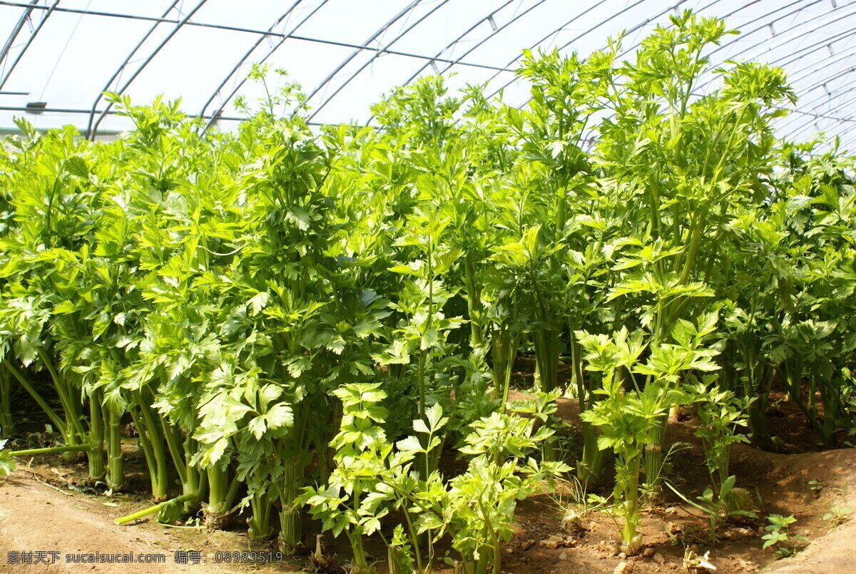 芹菜 采摘 蔬菜 春天 春游 休闲 搭棚 自然景观 田园风光