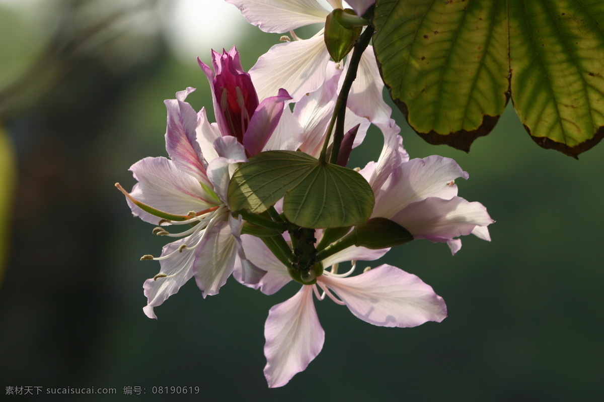 羊蹄甲花 春天 盛开 粉红色 羊蹄甲 花花世界 花草 生物世界