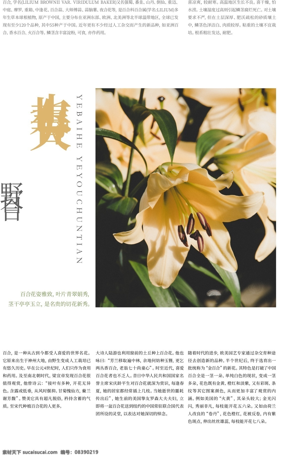 百合花 野百合 板式设计 花 野花 春天 鲜花 餐厅 情人节 白色情人节 插花 食物 树木树叶 招贴设计