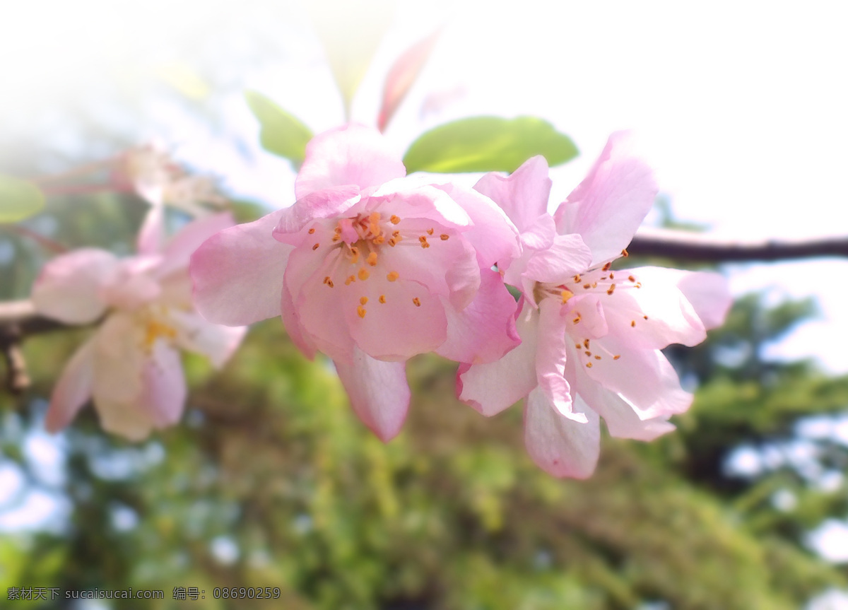 桃花 春天 粉红 花草 花枝 生物世界 桃树 psd源文件