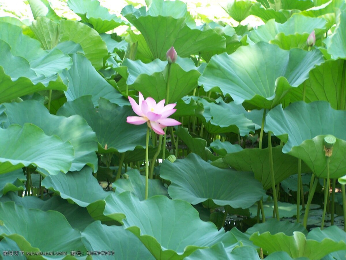 荷花本色 绿色