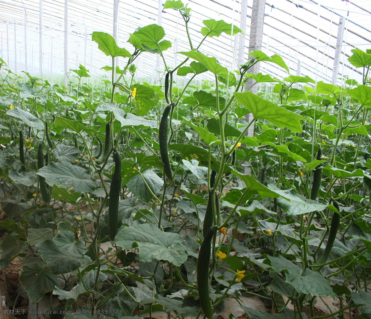 黄瓜地 瓜藤 瓜棚 蔬菜棚 黄瓜藤 瓜架 生物世界 蔬菜
