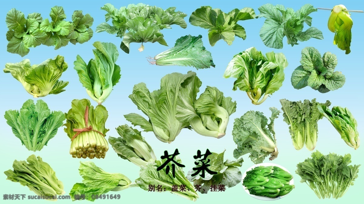 叶 菜 类 芥菜 分层 叶菜 盖菜 芥 挂菜 生物世界 蔬菜