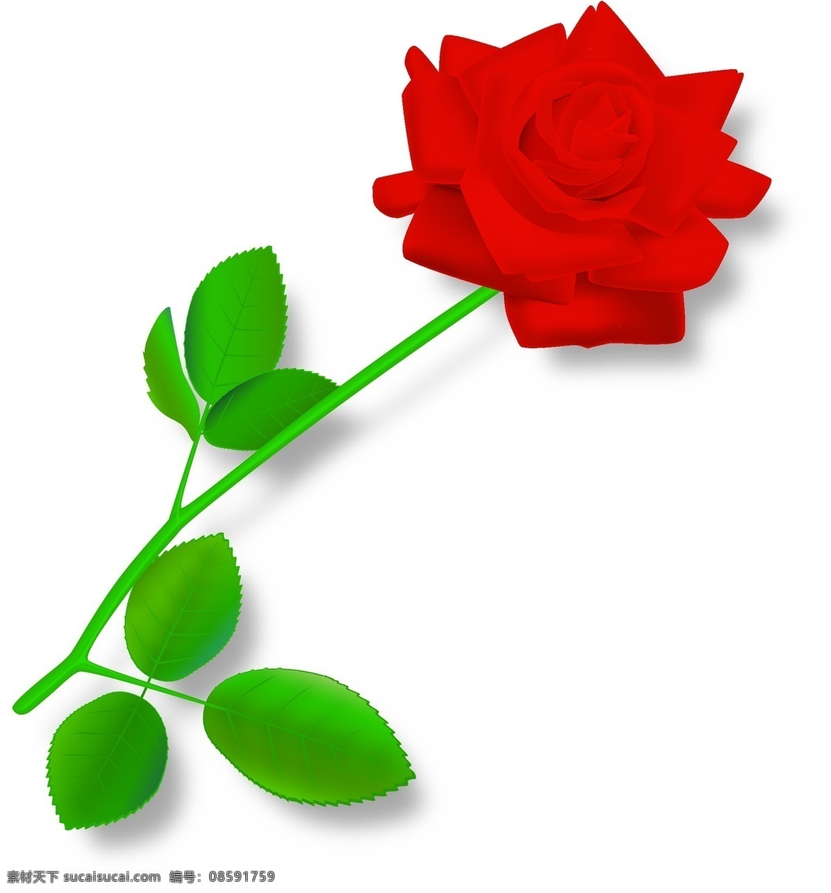 玫瑰 玫瑰花 节日素材 情人节 矢量图库 矢量