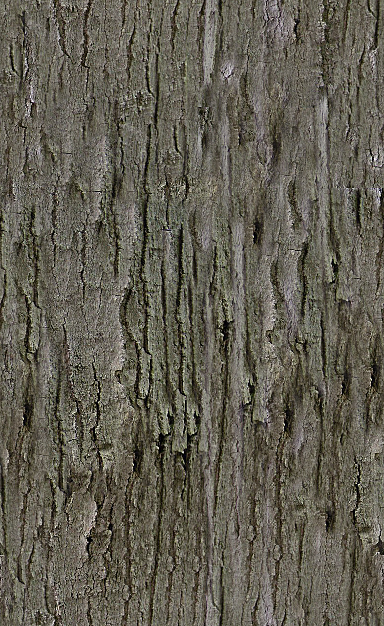 europaea 带 贴图 olea 洋橄榄树 高 精细 油橄榄 树 植物模型 树木模型 3d模型素材 动植物模型