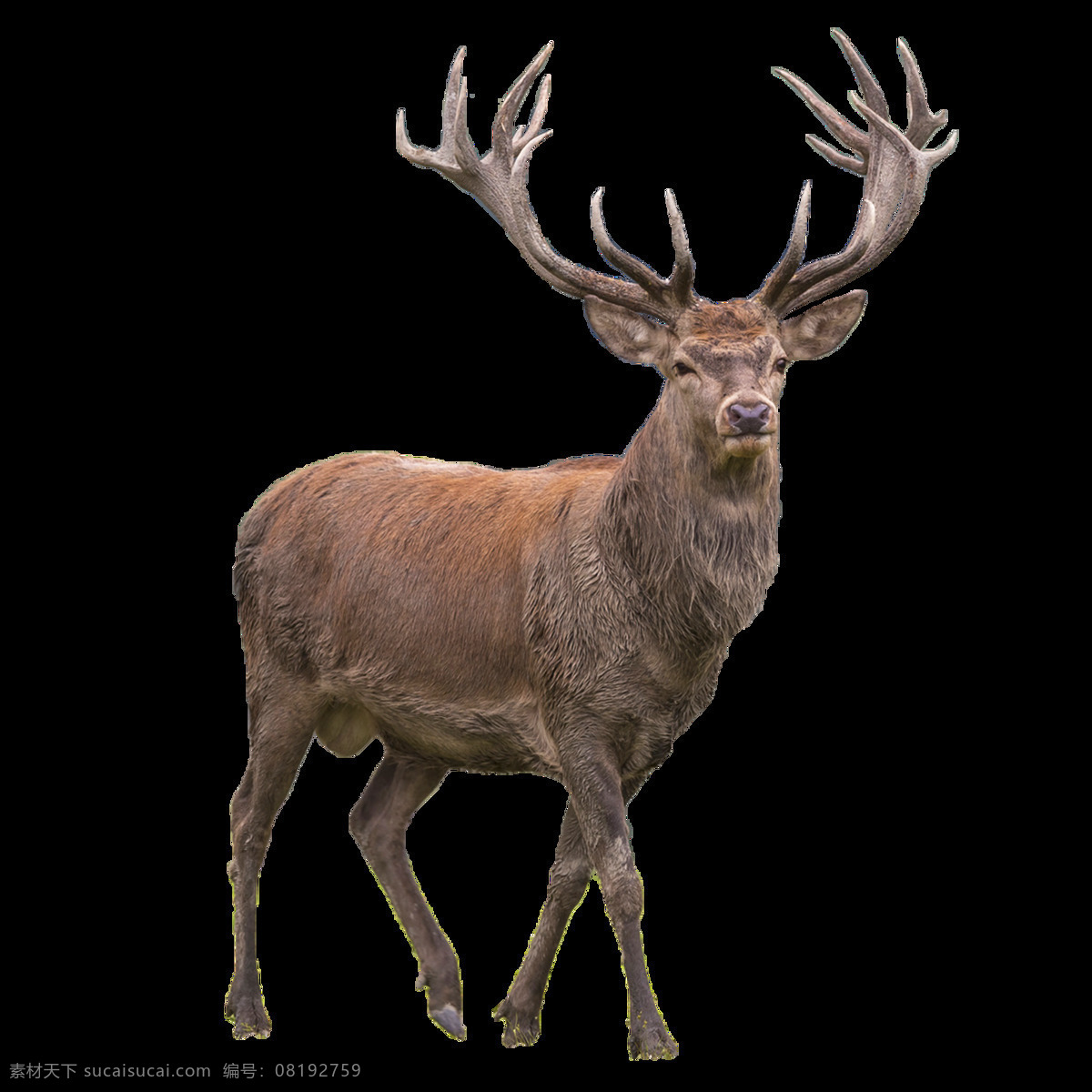 动物 鹿角 鹿 圣诞 麋鹿图 免扣 褐色 毛发 雄 雄性 野生 野生动物 保护 生物动物昆虫 生物世界