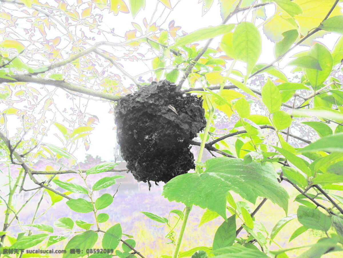 大黑 蚂蚁 巢 昆虫 绿叶 生物世界 野外 大黑蚂蚁巢 树上 黑色的 蚂蚁巢 巢穴