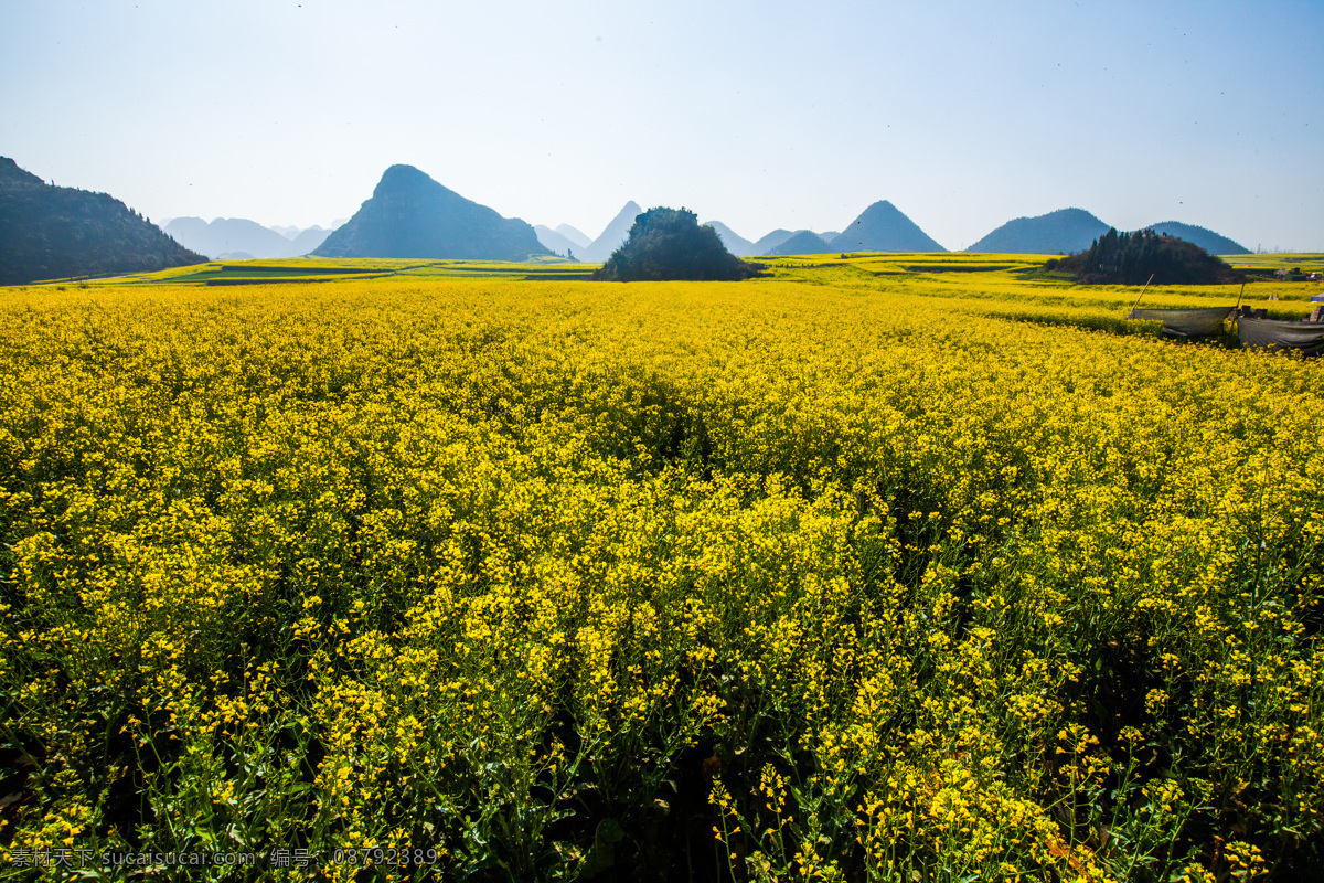 罗平油菜花 云南 罗平 公鸡山 罗平坝 油菜花 花海 旅游名胜 国内旅游 旅游摄影