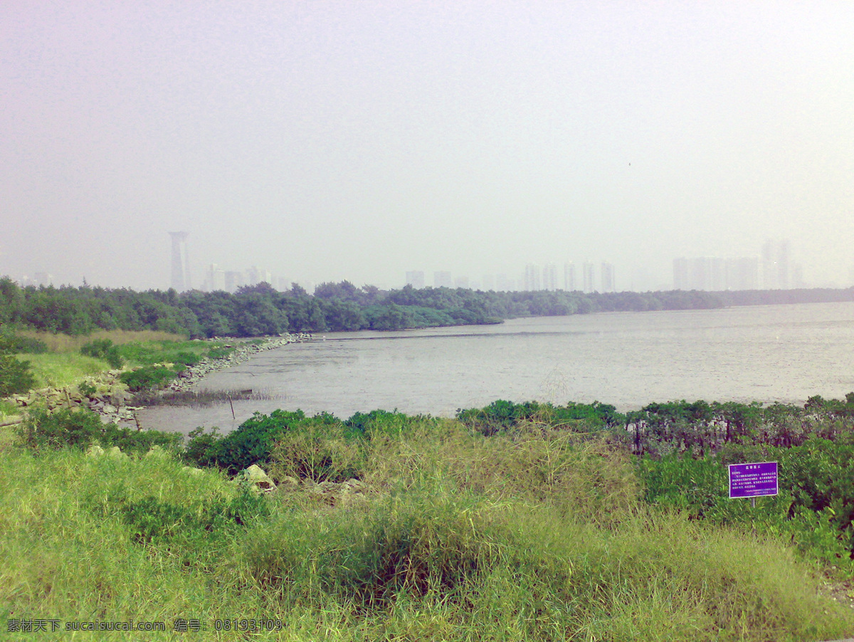 深圳 红树林 高楼 共享 海边 海水 绿草 天空 远景 深圳红树林 远处的高楼