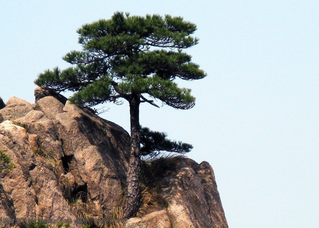悬崖松树 植物 树木 风景 松树 岩石 树木树叶 生物世界