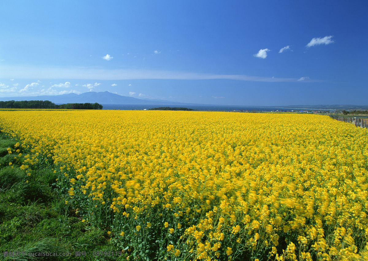 油菜花 美丽风景 风光 景色 乡村风景 田园风景 自然景象 自然景观 山水风景 四季风景 风景图片