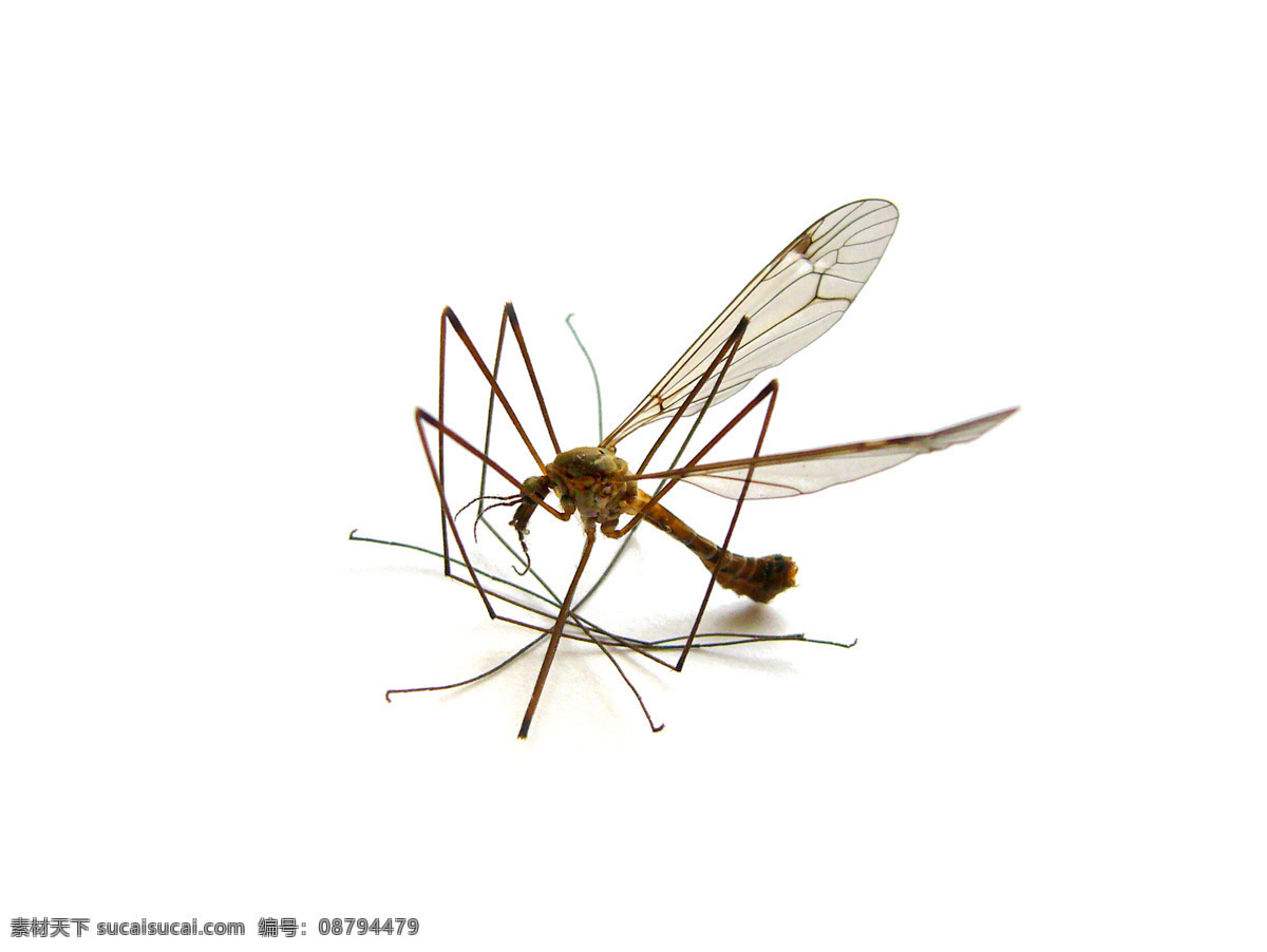 蚊子 生物 动物 昆虫 雌性 疾病 吸血 白色背景 生态 疟疾 危险 登革热 白纹伊蚊 生物世界