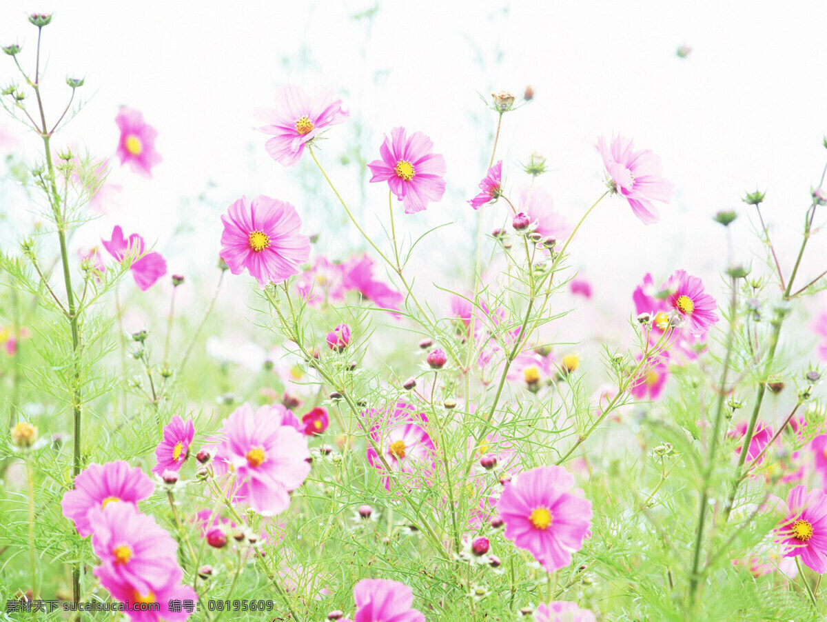 背景图片 花朵 花朵背景 花朵背景素材 花朵图片 浪漫背景 漂亮背景 库