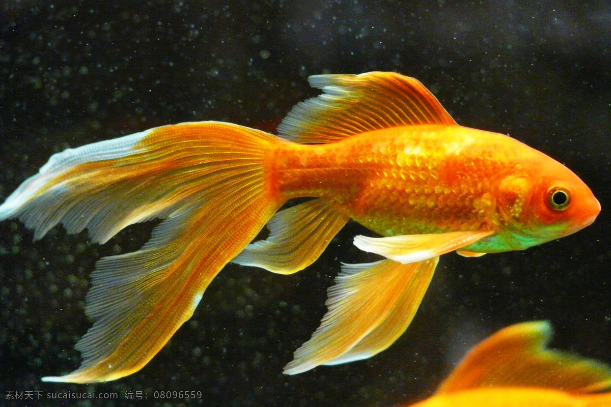 金鱼 carassius auratus 金鲫鱼 鲫鱼 gold fish