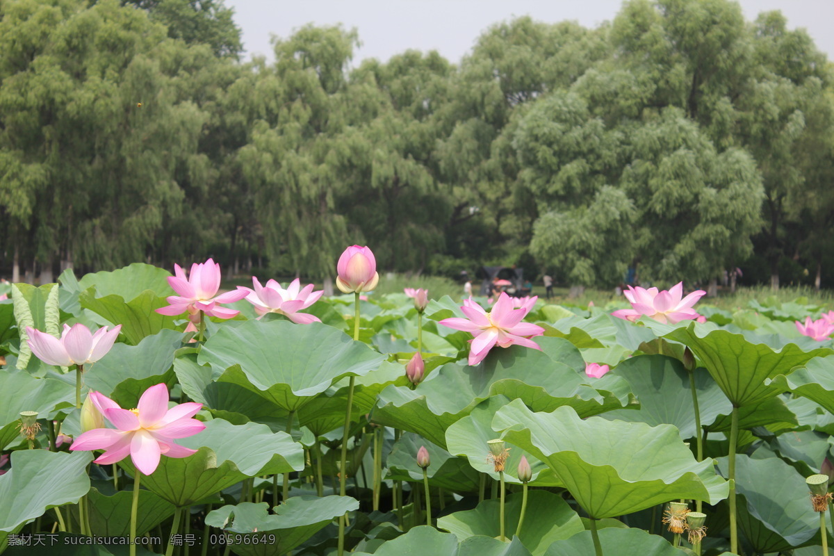 荷花 荷叶 荷花摄影 摄影图片 风景 生活 旅游餐饮