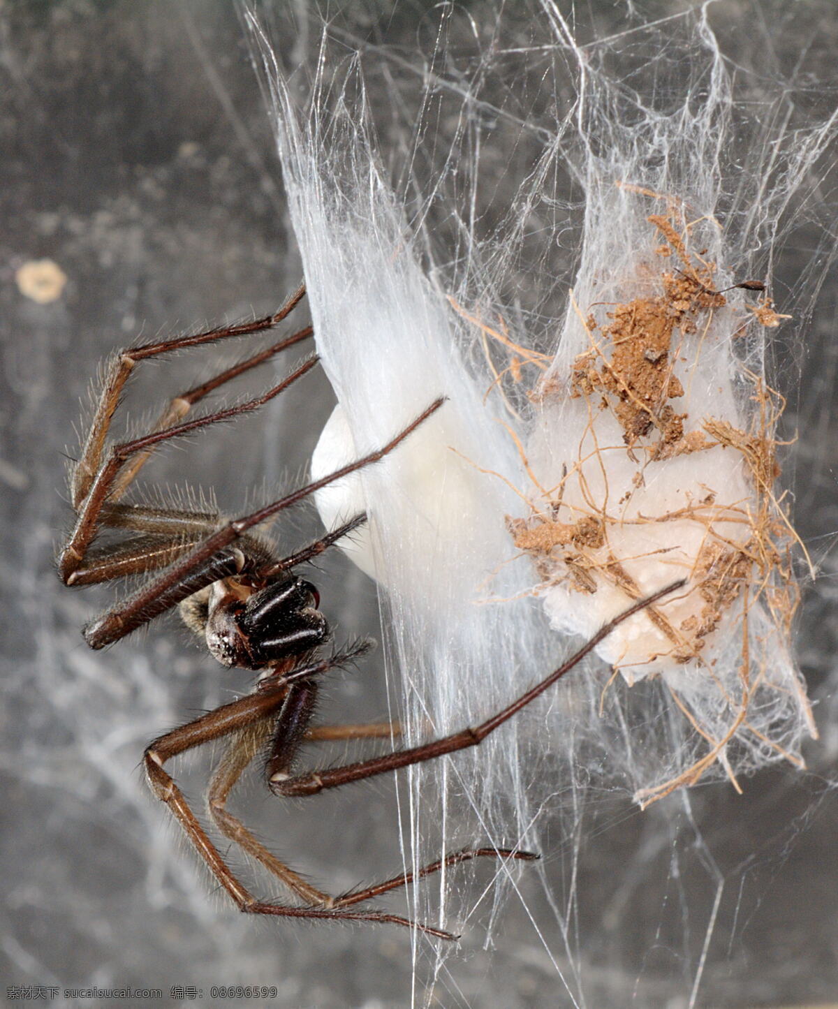 昆虫 生物世界 蜘蛛 蜘蛛窝 漏斗蛛 tegenaria atrica creating eggsac